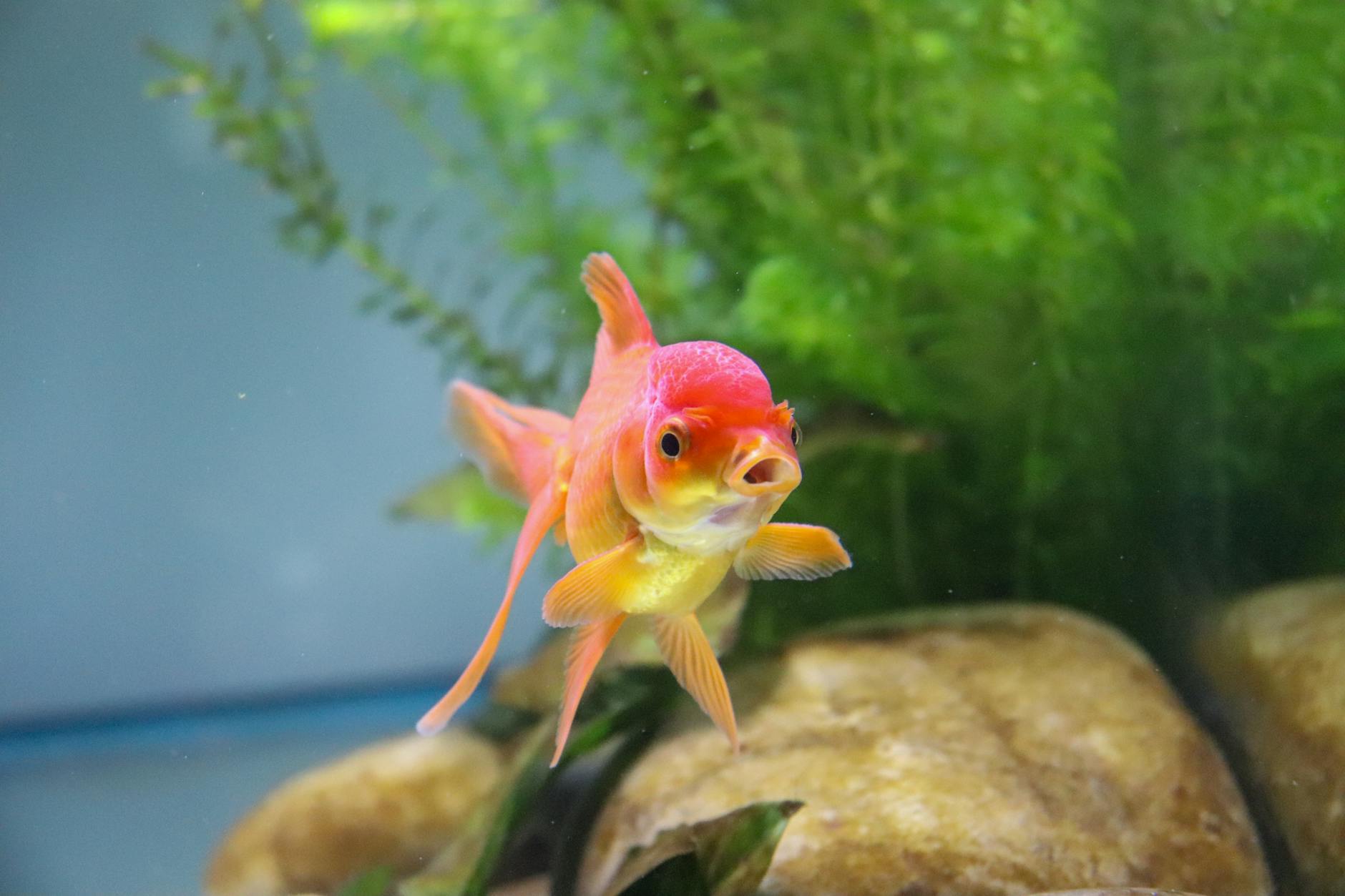 red and yellow goldfish in a tank